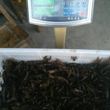 潜江白鹭湖优质小龙虾苗(活力王，精品)长途运输成活99%