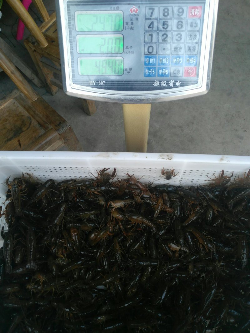 潜江白鹭湖优质小龙虾苗(活力王，精品)长途运输成活99%