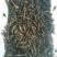 潜江白鹭湖优质小龙虾苗(活力王，精品)长途运输成活99%