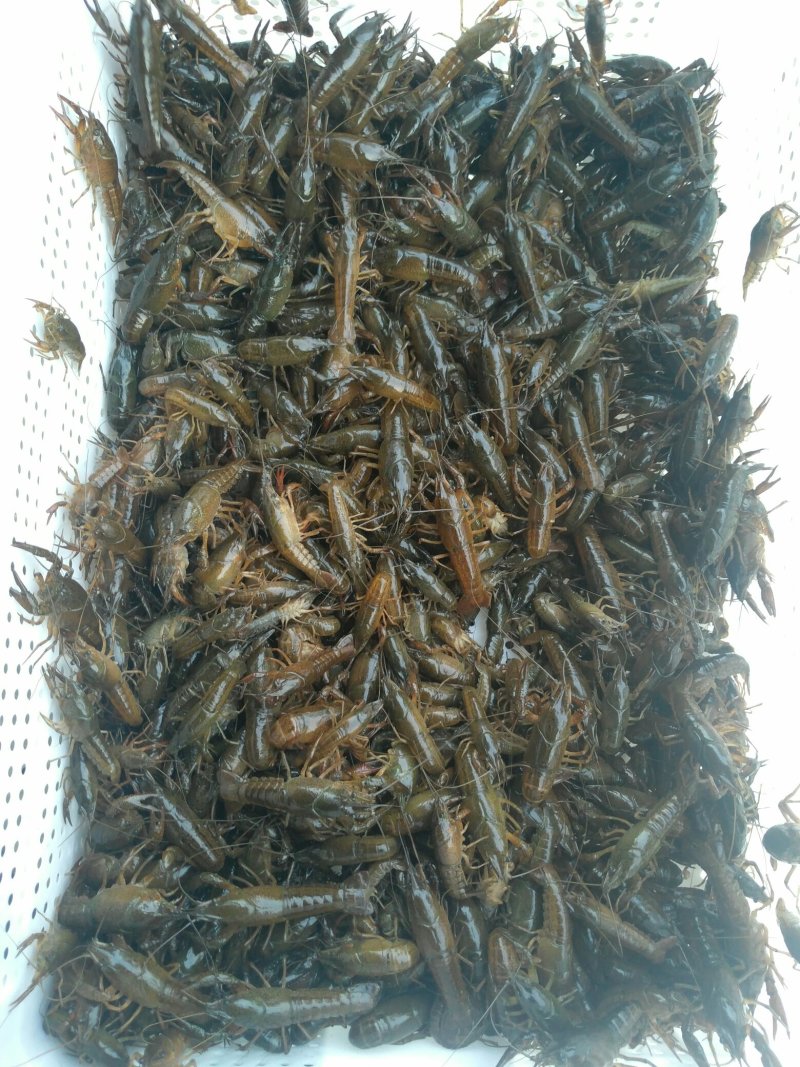 潜江白鹭湖优质小龙虾苗(活力王，精品)长途运输成活99%