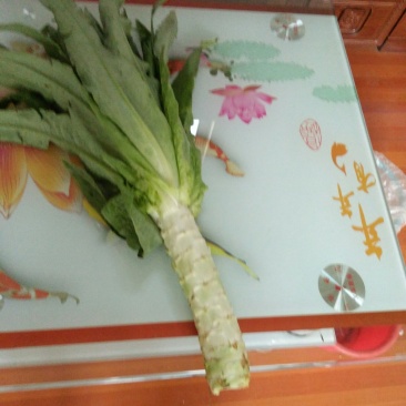 青皮尖叶莴苣