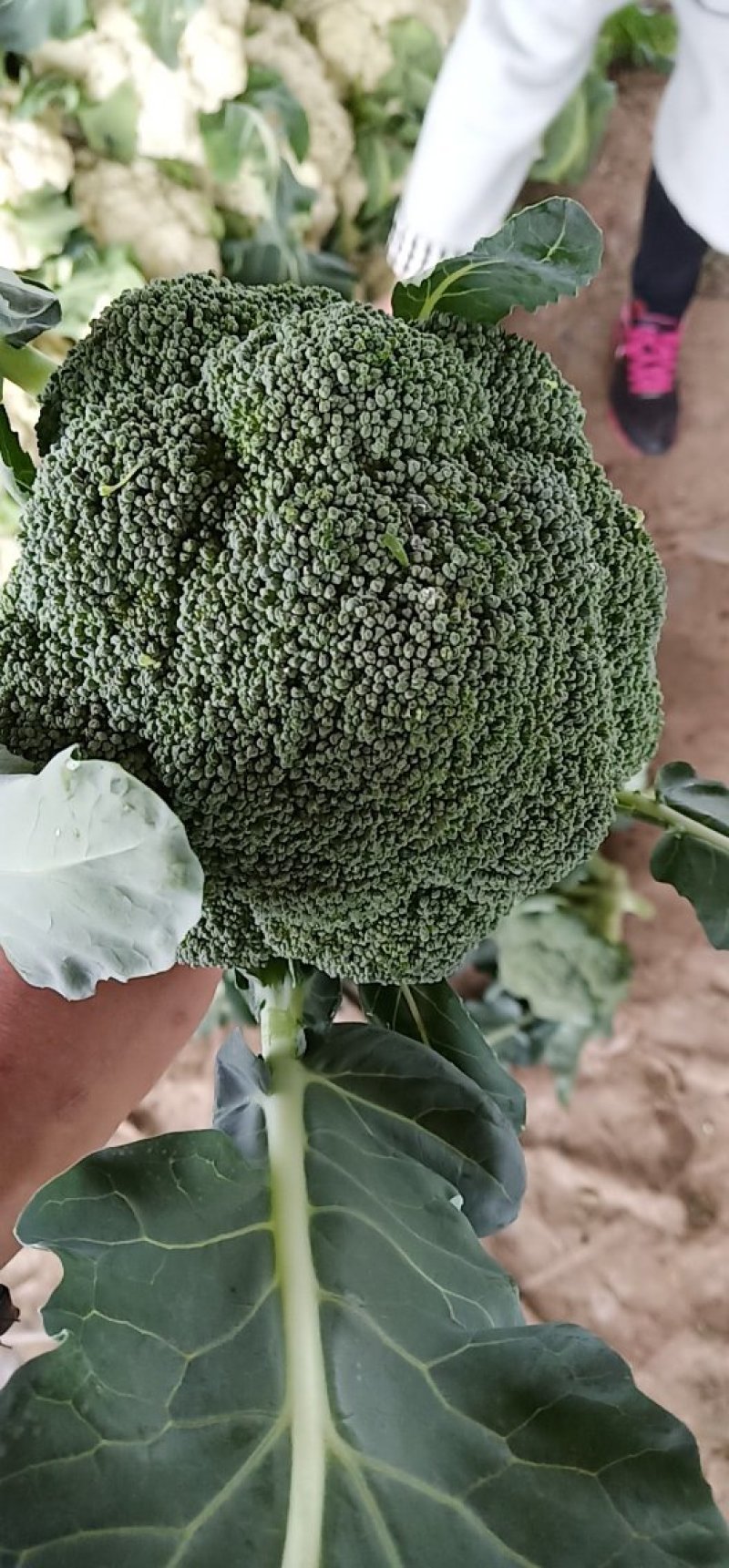 河南博爱西蓝花大量上市中，小米粒西蓝花基地大块地多