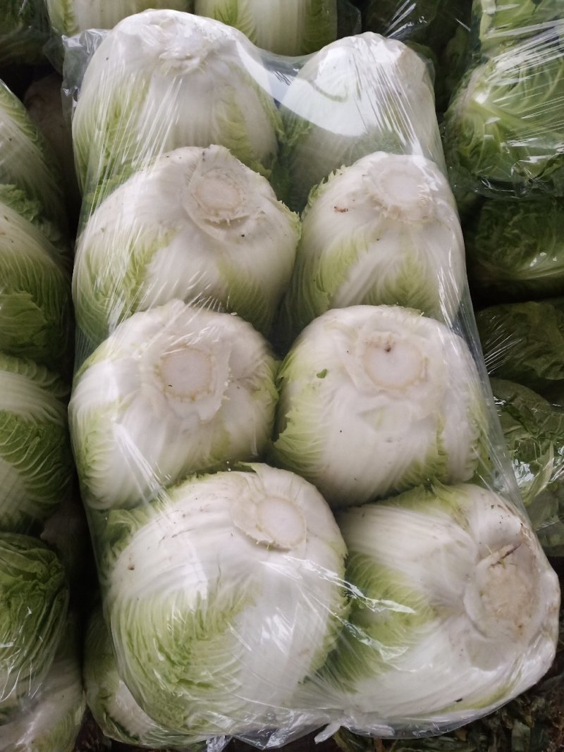 精品黄心大白菜大量上市供应中。黄心，全年供应