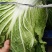 精品黄心大白菜大量上市供应中。黄心，全年供应