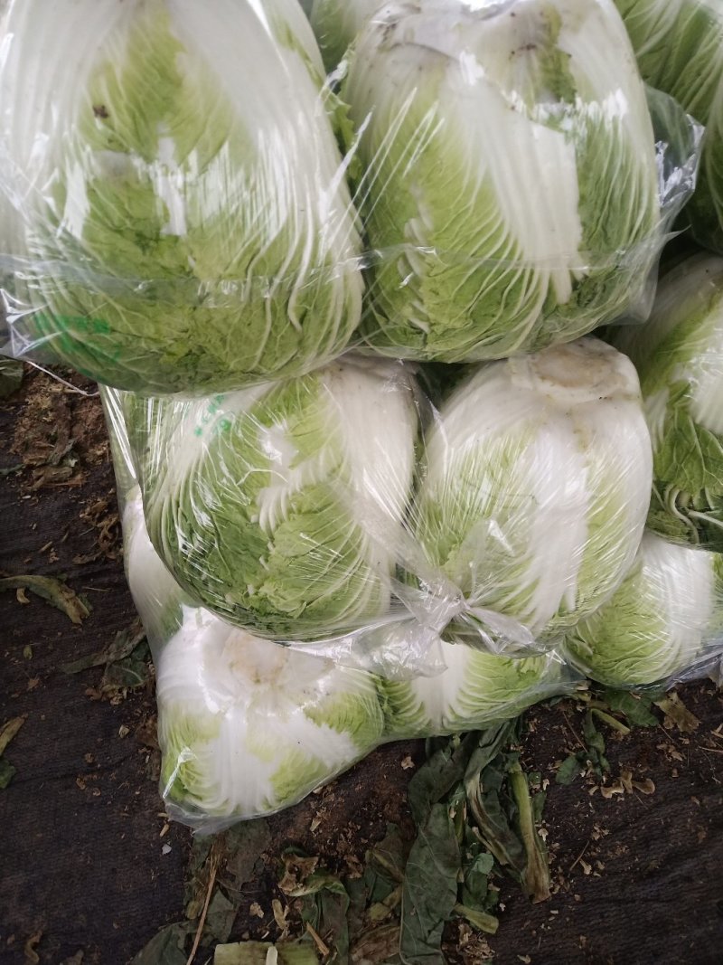 精品黄心大白菜大量上市供应中。黄心，全年供应