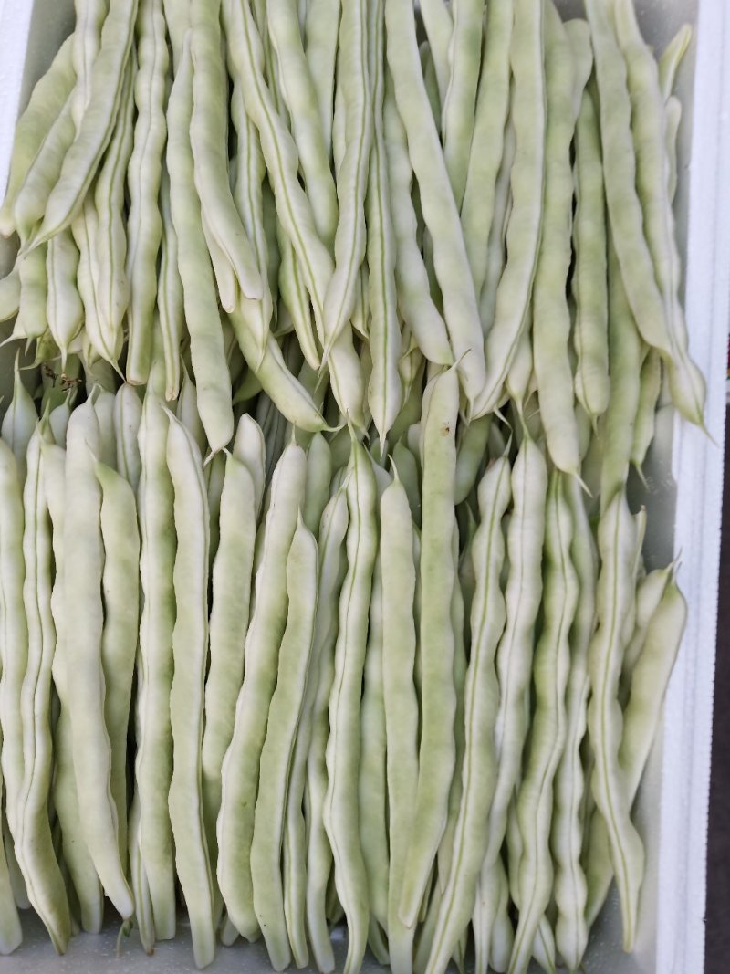 白芸豆，白不老18cm以上，九粒白芸豆大量供应中