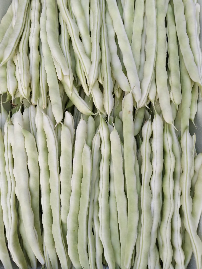 白芸豆，白不老18cm以上，九粒白芸豆大量供应中