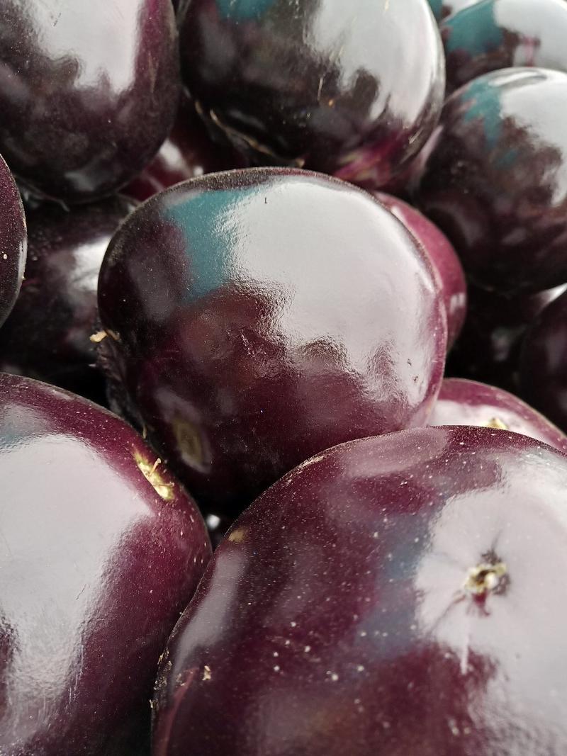 (A级)紫光圆茄，茄子大量新供应，5两以上，对接全国商超