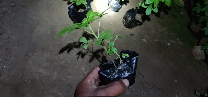 ——醉蝶花基地直发可视频看货量大价优