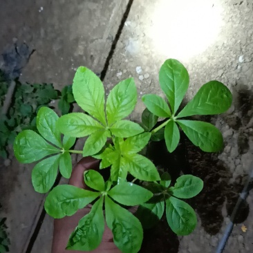 ——醉蝶花基地直发可视频看货量大价优