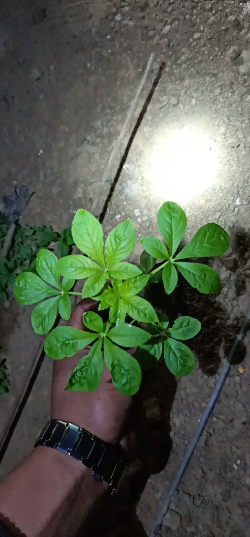 ——醉蝶花基地直发可视频看货量大价优