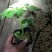 ——醉蝶花基地直发可视频看货量大价优