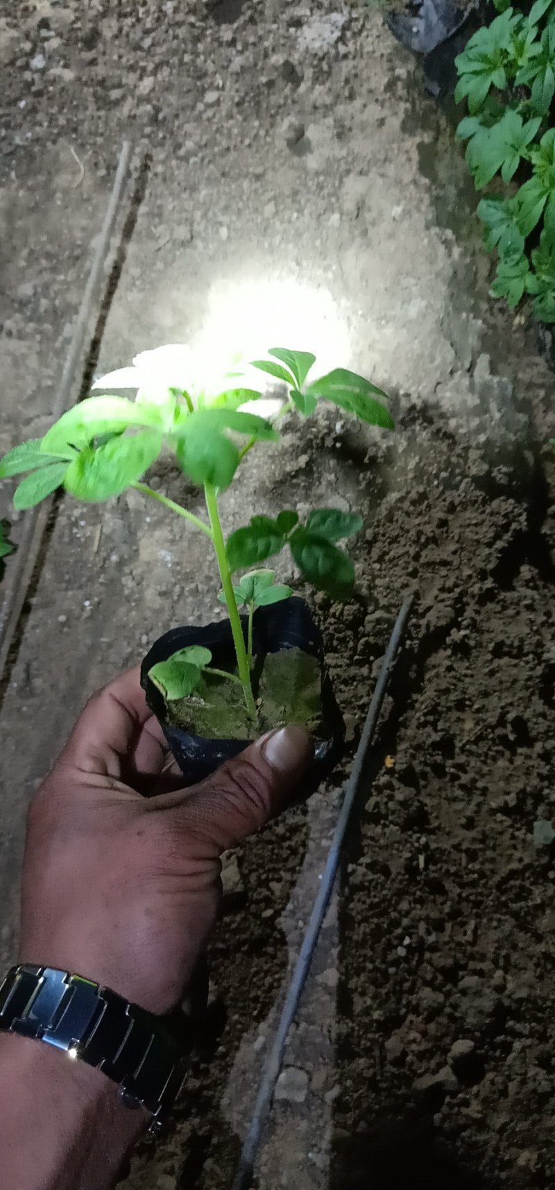 ——醉蝶花基地直发可视频看货量大价优