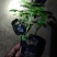 ——醉蝶花基地直发可视频看货量大价优
