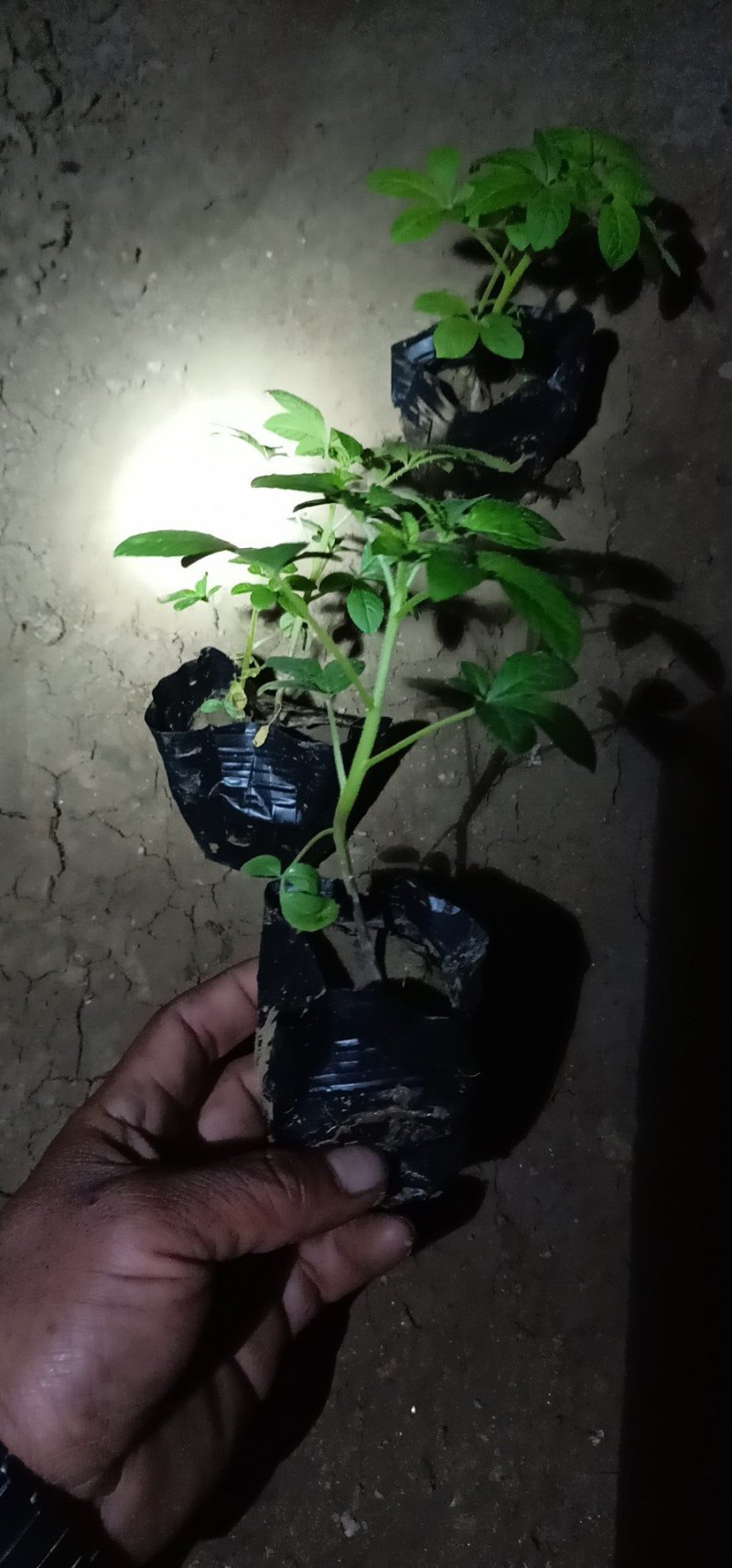 ——醉蝶花基地直发可视频看货量大价优