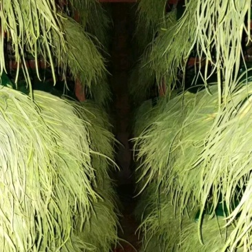 金乡红苞蒜薹，大量上市，本人诚信代办，代存，代卖。