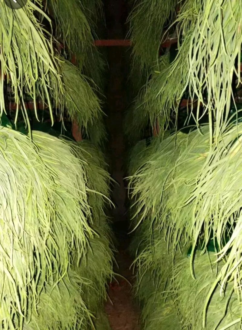 金乡红苞蒜薹，大量上市，本人诚信代办，代存，代卖。