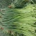 金乡红苞蒜薹，大量上市，本人诚信代办，代存，代卖。