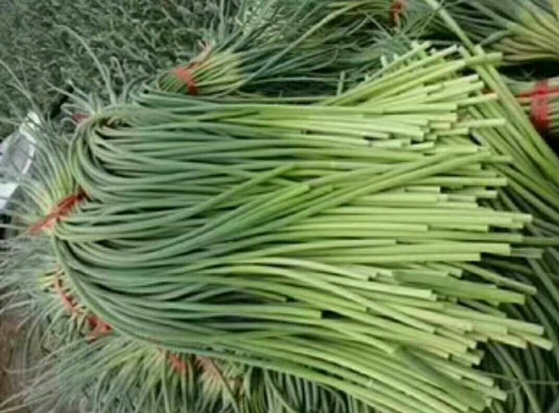 金乡红苞蒜薹，大量上市，本人诚信代办，代存，代卖。