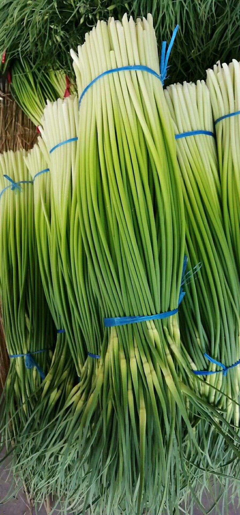 金乡红苞蒜薹，大量上市，本人诚信代办，代存，代卖。