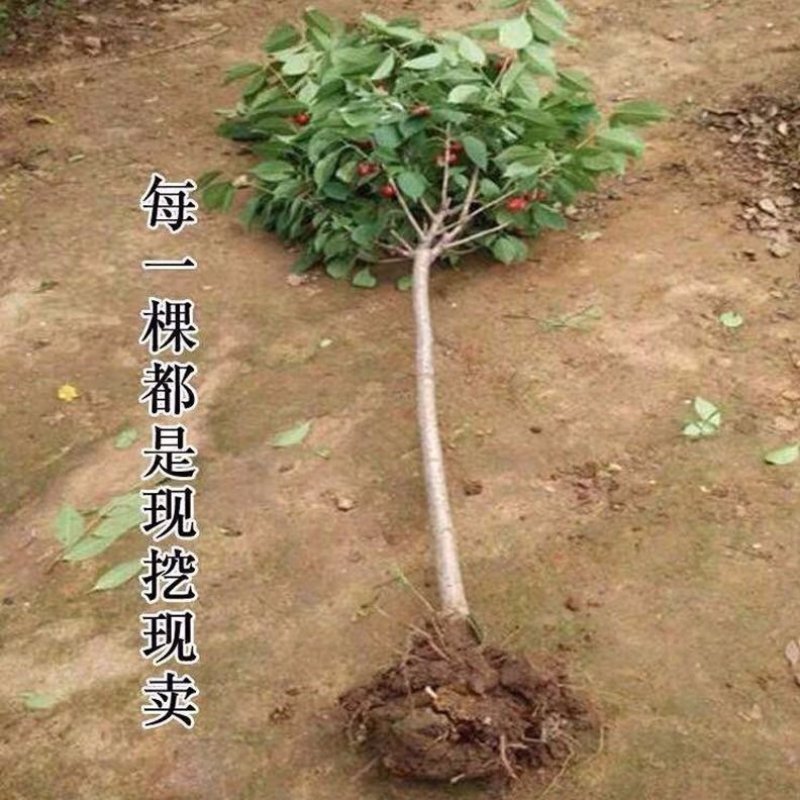 红心火龙果树苗南方北方盆栽地载果树苗四季