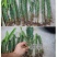 红心火龙果树苗南方北方盆栽地载果树苗四季