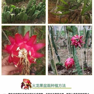 红心火龙果树苗南方北方盆栽地载果树苗四季