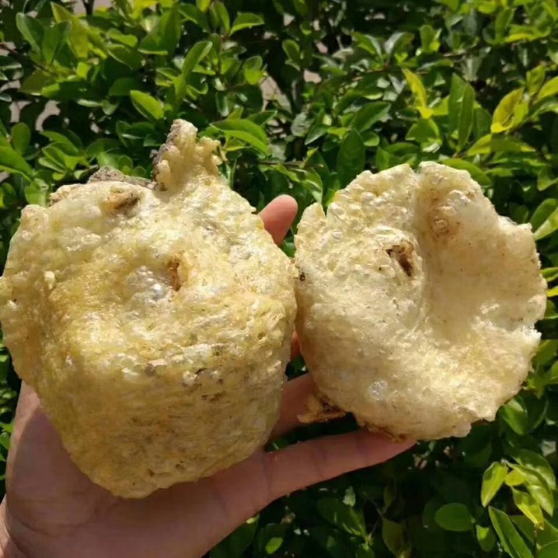 海中刺猬刺龟鱼鱼皮