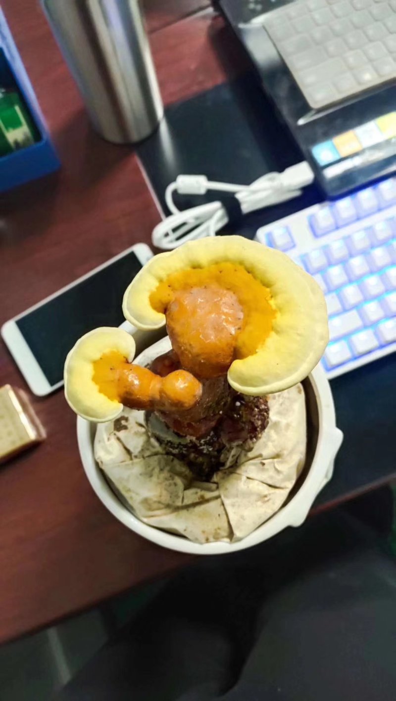 包邮灵芝菌种灵芝菌包出芝包