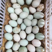 贵州正宗土鸭蛋土鸡蛋品质保证欢迎选购