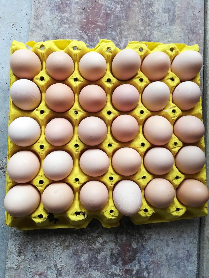 贵州正宗土鸭蛋土鸡蛋品质保证欢迎选购