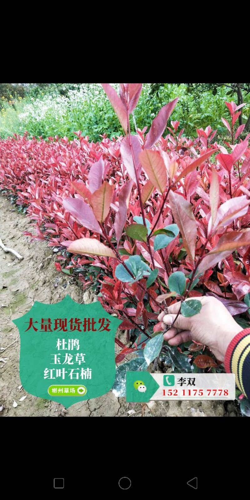 马尼拉