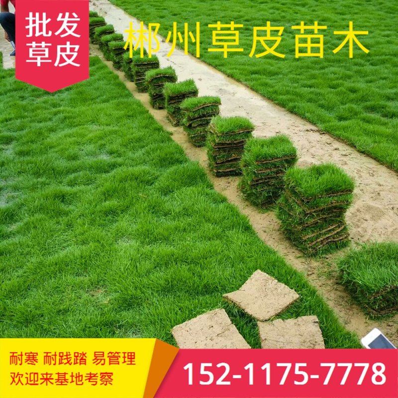 马尼拉