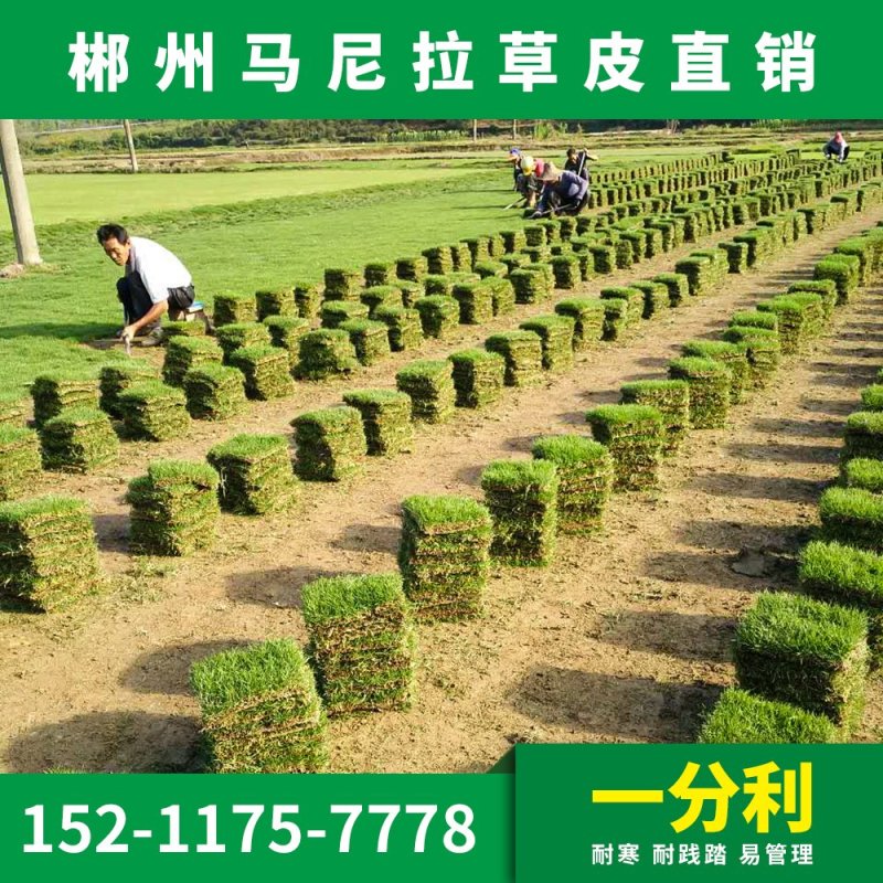 马尼拉