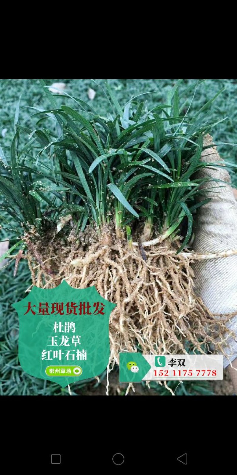 马尼拉