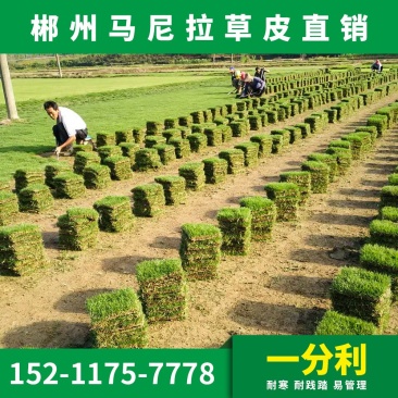 马尼拉