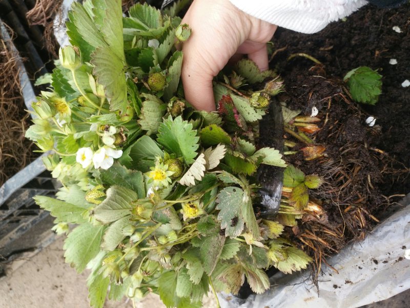 草莓苗带花带果盆栽地栽