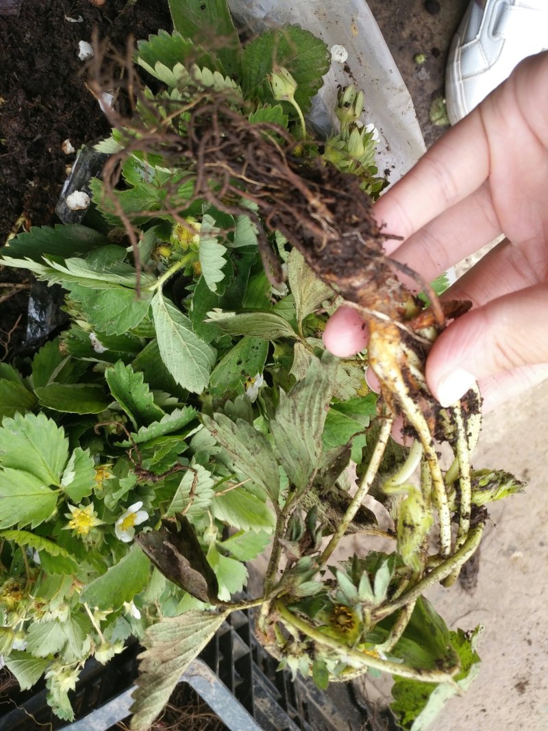 草莓苗带花带果盆栽地栽
