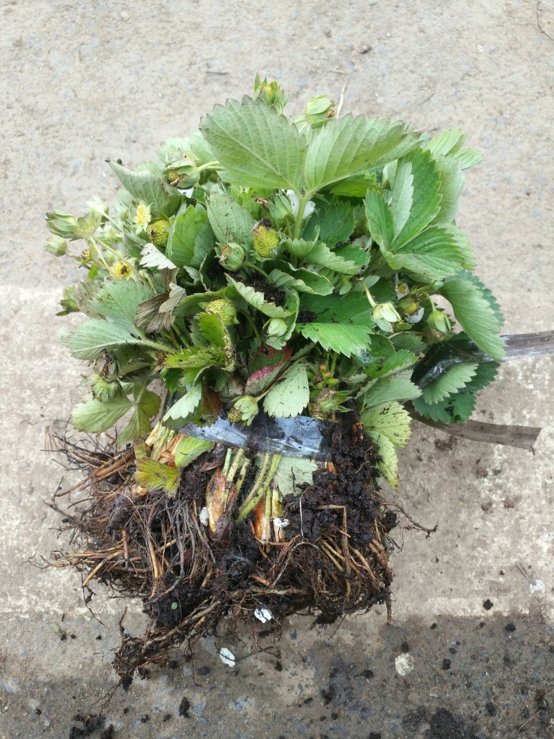草莓苗带花带果盆栽地栽