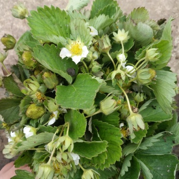草莓苗带花带果盆栽地栽