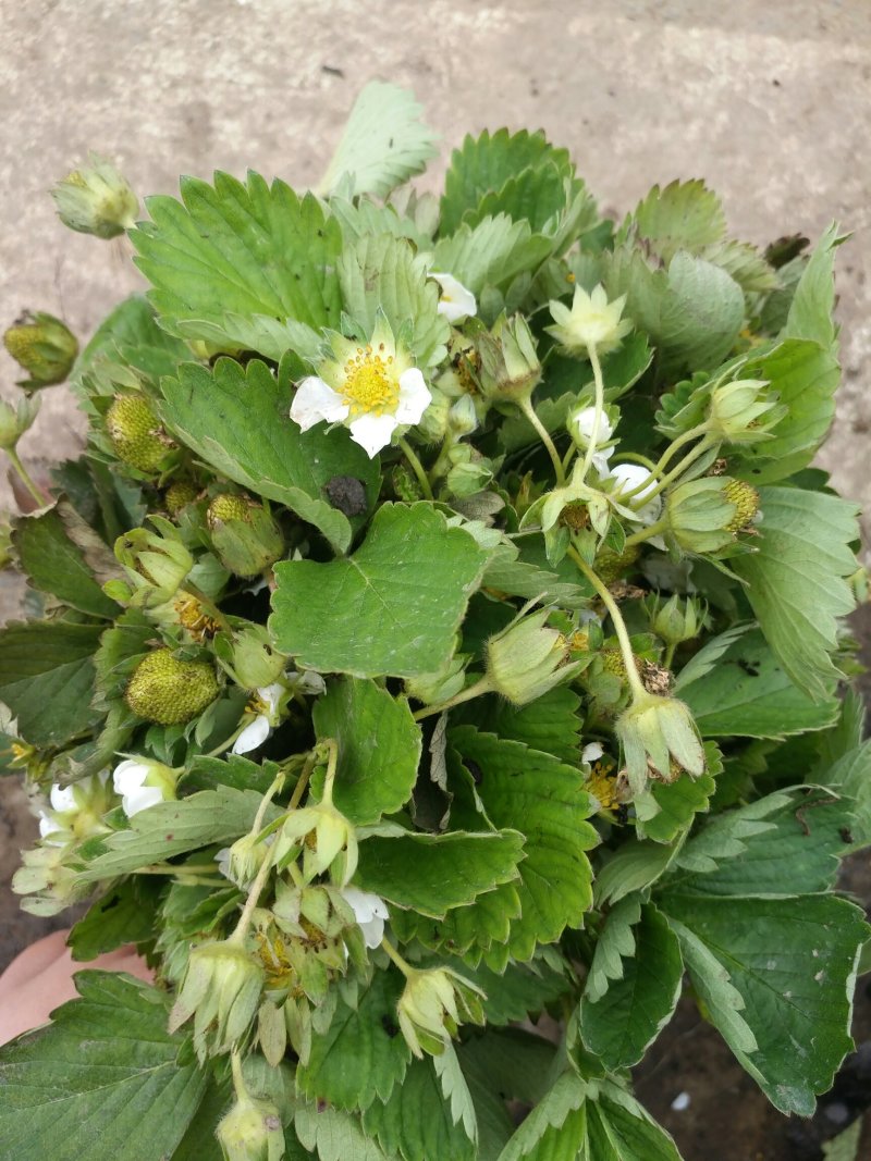 草莓苗带花带果盆栽地栽