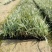 银边草沿阶草园林绿化地被