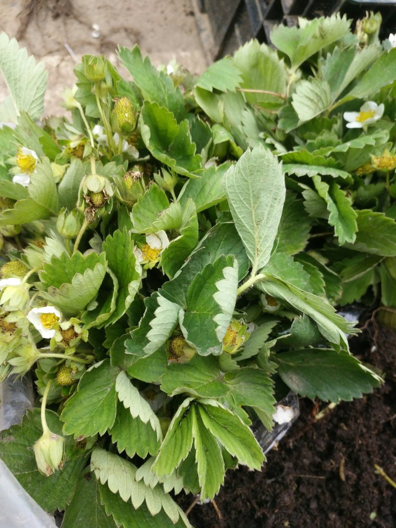 草莓苗带花带果盆栽地栽