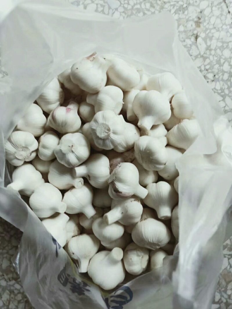 新蒜头