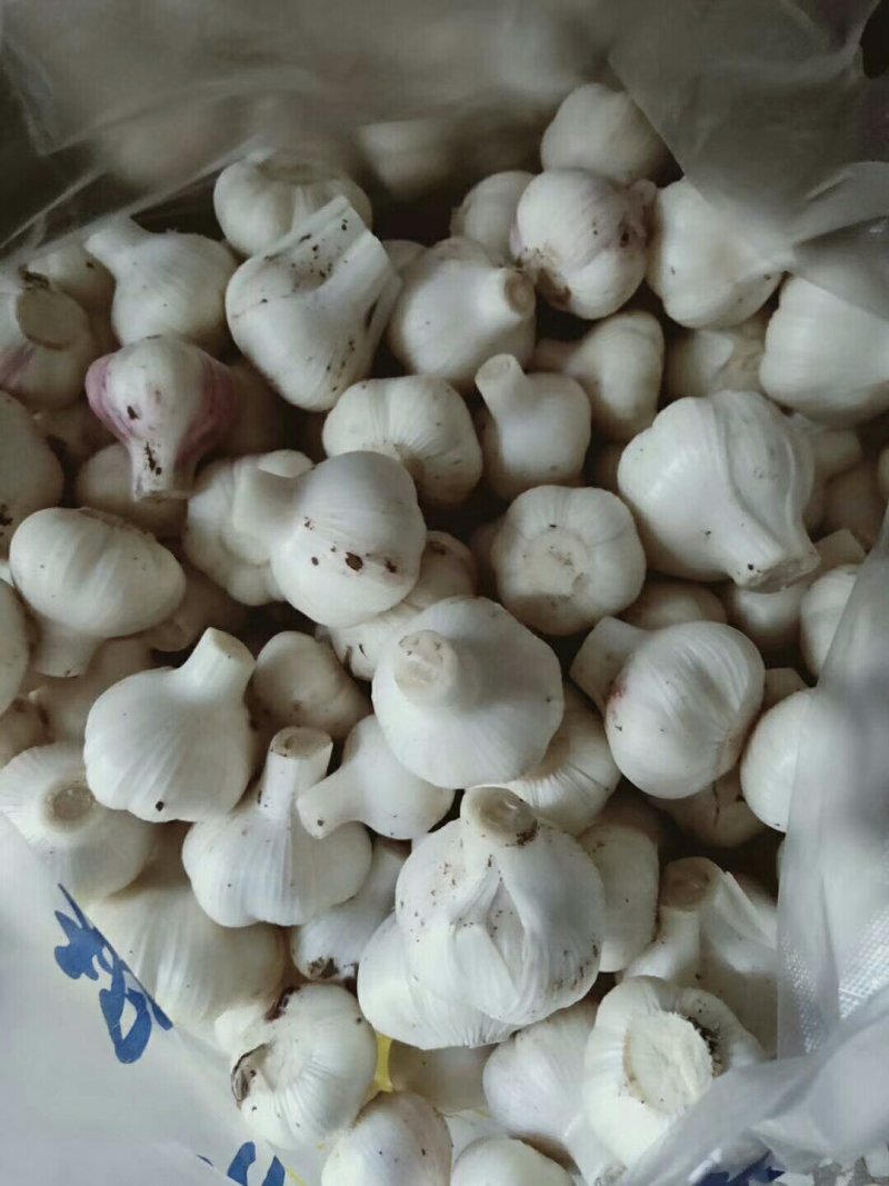 新蒜头