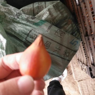 郁金香种球室内阳台地栽绿植