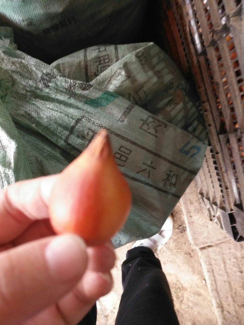 郁金香种球室内阳台地栽绿植