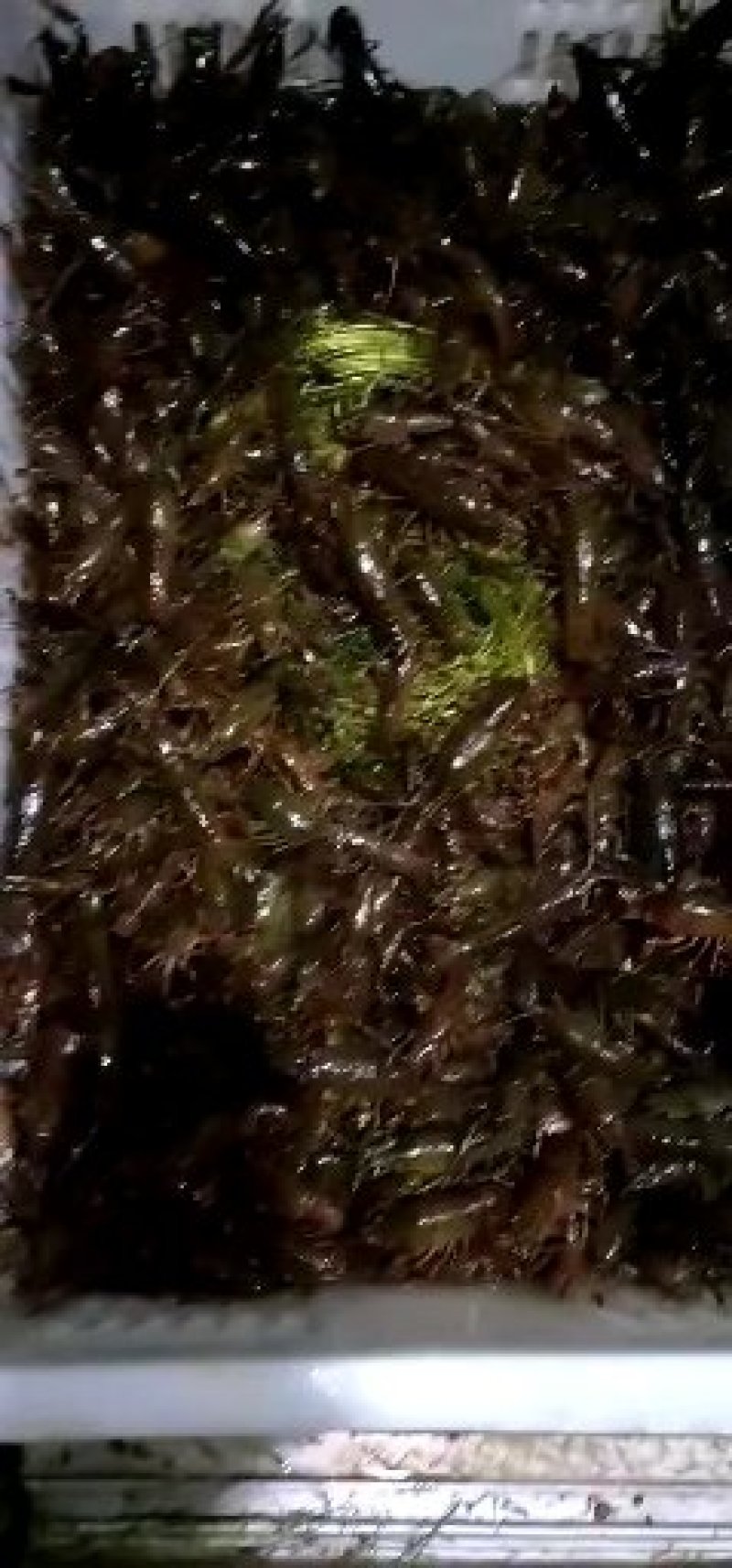 龙虾苗优质苗塘口一手货。。