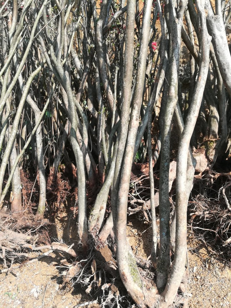 大量供应国旗红各种规格的映山红，欢迎新老客户考察下单