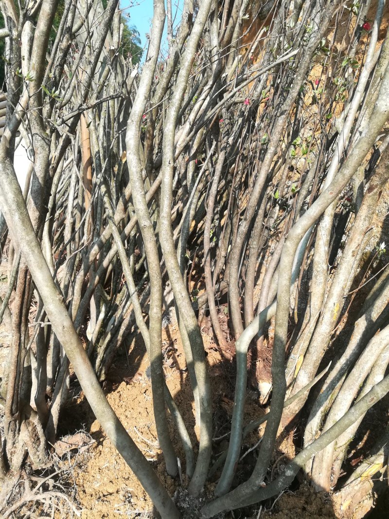 大量供应国旗红各种规格的映山红，欢迎新老客户考察下单